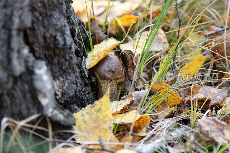 蘑菇（Leccidium scabrum）